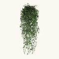 Plante Artificielle Tombante